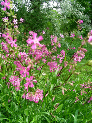 Lychnis viscaria - Gewöhnliche Pechnelke  © Mag. Angelika Ficenc