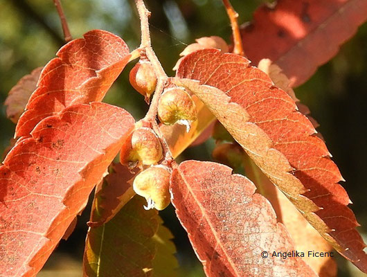 Zelkova sp.  © Mag. Angelika Ficenc