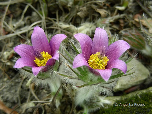 Pulsatilla styriaca - Steirische Kuhschelle  © Mag. Angelika Ficenc