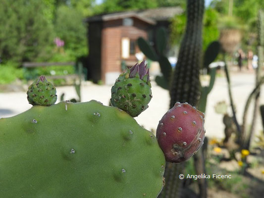 Opuntia tomentosa  © Mag. Angelika Ficenc