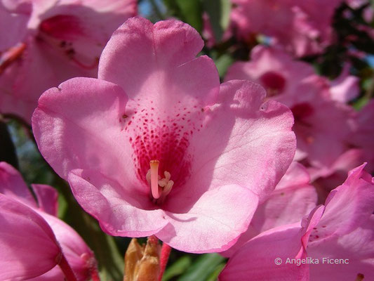 Rhododendron ramsdenianum  © Mag. Angelika Ficenc