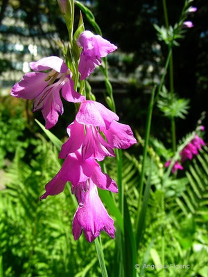 Gladiolus imbricatus - Dachziegelartige Siegwurz  © Mag. Angelika Ficenc