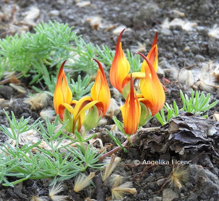 Lotus maculatus  © Mag. Angelika Ficenc