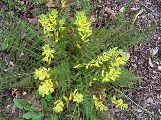 Corydalis cheilanthifolia - Farnblättriger Lerchensporn  © Mag. Angelika Ficenc