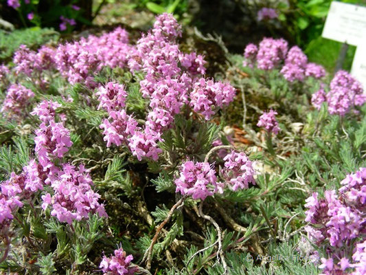 Thymus praecox Opiz - Gebirgs Thymian  © Mag. Angelika Ficenc