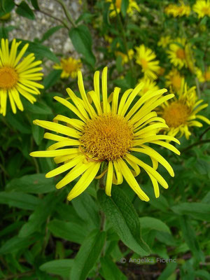 Inula hirta - Raublättriger Alant  © Mag. Angelika Ficenc