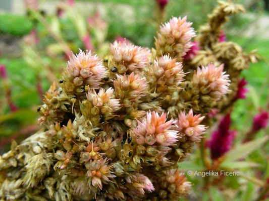 Celosia argentea var. pulmosa - Silberbrandschopf    © Mag. Angelika Ficenc