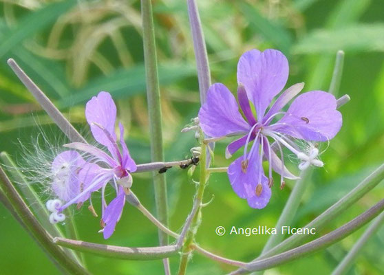 Epilobium angustifolium  © Mag. Angelika Ficenc