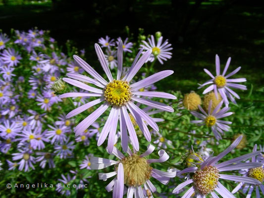 Aster amellus - Bergaster  © Mag. Angelika Ficenc