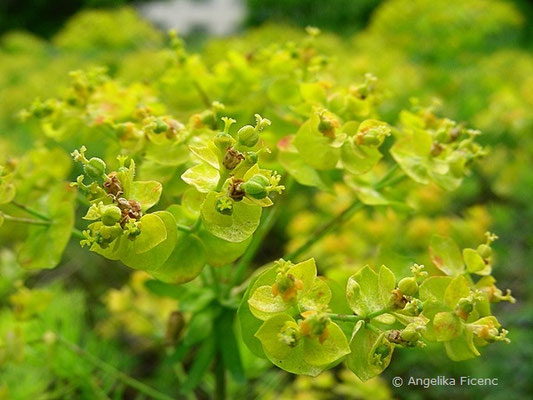 Euphorbia cyparissias - Zypressen Wolfsmilch  © Mag. Angelika Ficenc