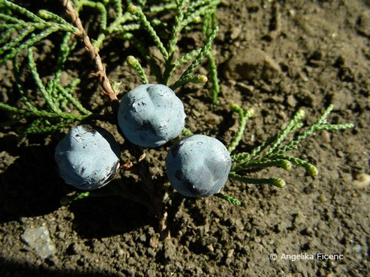 Juniperus excelsa - Kleinasiatischer Baum-Wacholder  © Mag. Angelika Ficenc