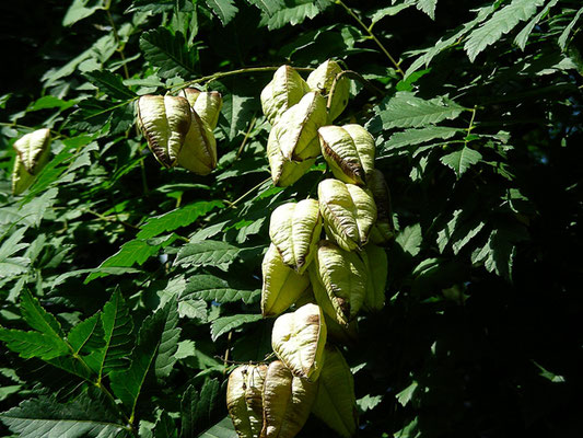 Koeleuteria paniculata - Rispiger Blasenbaum,   © Mag. Angelika Ficenc