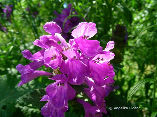 Betonia macrantha - Großblütige Betonie  © Mag. Angelika Ficenc