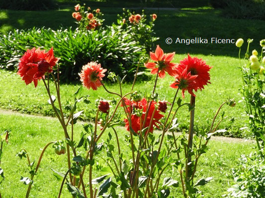 Dahlia "Exalibur"   © Mag. Angelika Ficenc