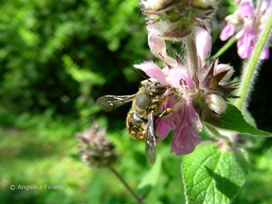 Stachys reinertii  © Mag. Angelika Ficenc