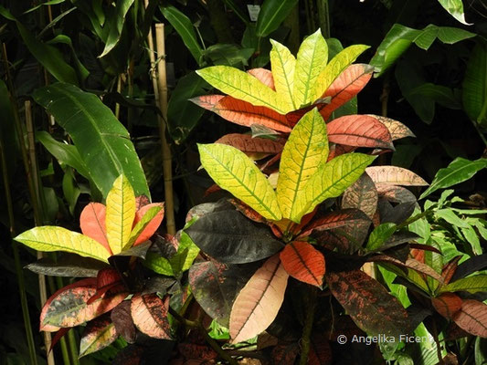 Clerodendrum thomsonie © Mag. Angelika Ficenc