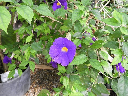 Thunbergia erecta  © Mag. Angelika Ficenc