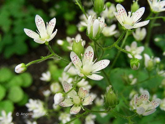 Saxifraga rotundifolia - Rundblatt Steinbrech  © Mag. Angelika Ficenc