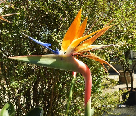 Strelitzia regina  © Mag. Angelika Ficenc