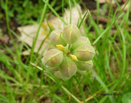 Fibigia clypeata - Schildkresse,  © Mag. Angelika Ficenc