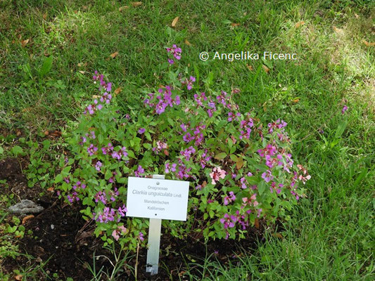 Clarkia unguiculata  © Mag. Angelika Ficenc