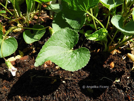 Viola cucullata, © Mag. Angelika Ficenc