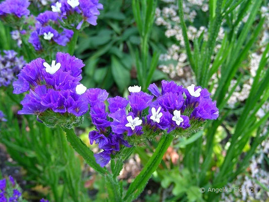 Limonium sinuatum  © Mag. Angelika Ficenc