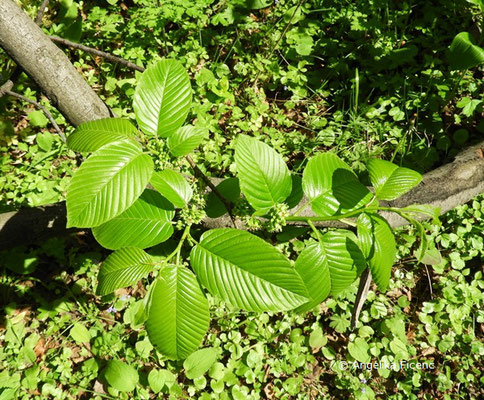 Rhamnus imeretina - Kaukasischer Kreuzdorn,  © Mag. Angelika Ficencus