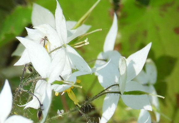 Epimedium brevicornu   © Mag. Angelika Ficenc