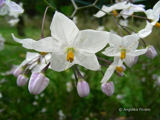 Solanum jasminoides -  Jasmin-Nachtschatten  © Mag. Angelika Ficenc