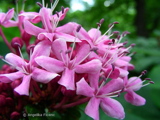 Clerodendrum bungei - Herrlicher Losstrauch  © Mag. Angelika Ficenc