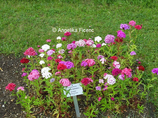 Dianthus barbatus - Bartnelke  © Mag. Angelika Ficenc