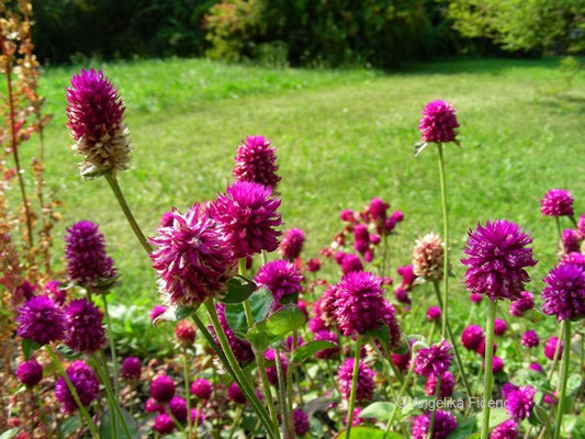 Gomphrena globosa L.   © Mag. Angelika Ficenc