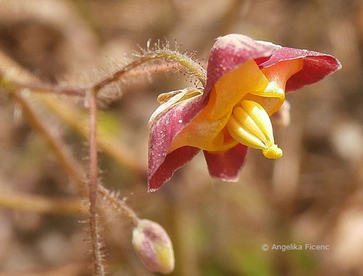 Epimedium alpinum - Europäische Sockenblume  © Mag. Angelika Ficenc