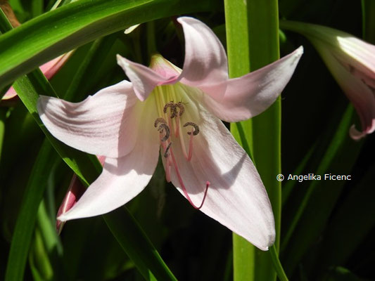 Crinum x powellii   © Mag. Angelika Ficenc