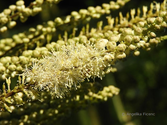 Actea japonica, Blüten  © Mag. Angelika Ficenc