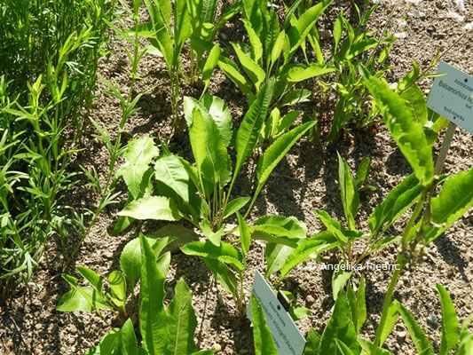 Parthenium integrifolium  © Mag. Angelika Ficenc