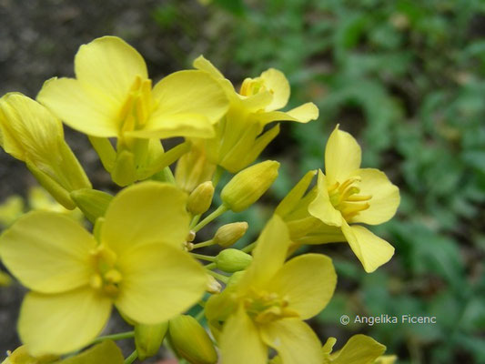 Brassica napus - Rübe  © Mag. Angelika Ficenc