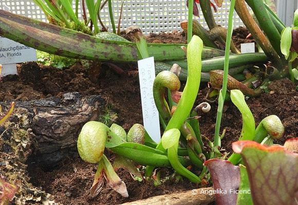 Darlingtonia californica - Kobralilie, Blätter, Blattfalle  © Mag. Angelika Ficenc