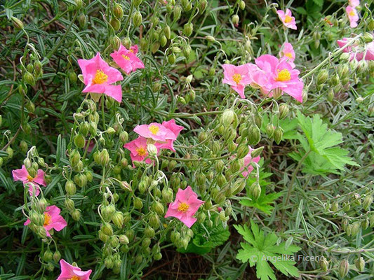 Helianthemum apenninum - Sonnenröschen  © Mag. Angelika Ficenc