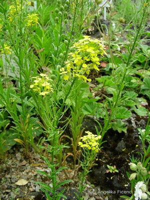 Erysimum wittmanii - Goldlack  © Mag. Angelika Ficenc