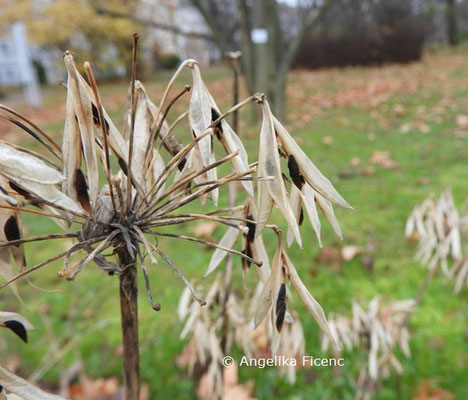 Agapanthus "Liliput"  © Mag. Angelika Ficenc