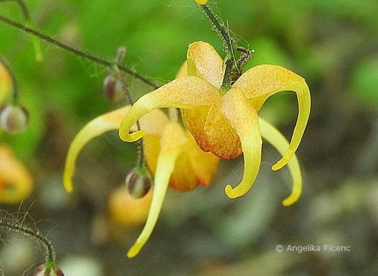 Epimedium cv. Amber Queen, Blüte  © Mag. Angelika Ficenc