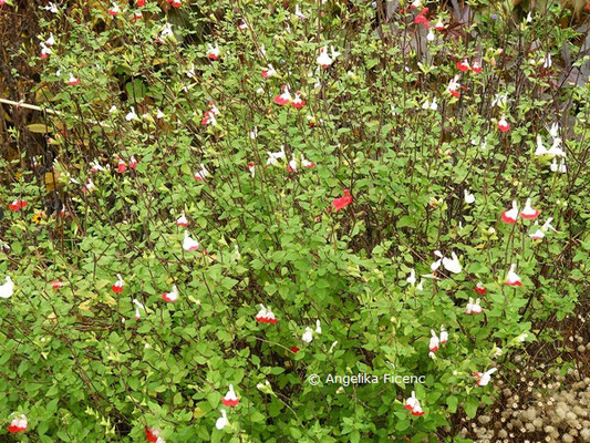 Salvia microphylla "Hot Lips" © Mag. Angelika Ficenc