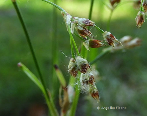 Luzula sylvatica - Groß (Wald) Hainsimse,   © Mag. Angelika Ficenc