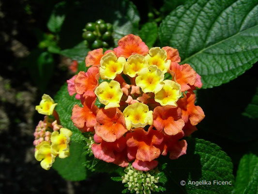 Lantana camera - Wandelröschen,   © Mag. Angelika Ficenc