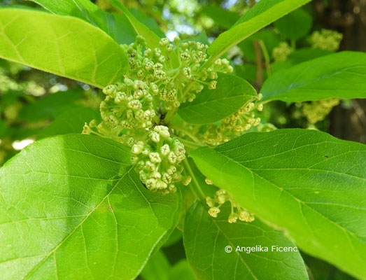   Maclura pomifera,   © Mag. Angelika Ficenc