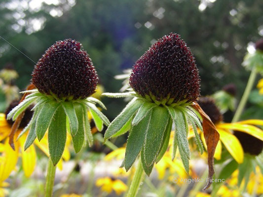 Rudbeckia fulgida var. speciosa - Sonnenhut, Fruchtstand  © Mag. Angelika Ficenc