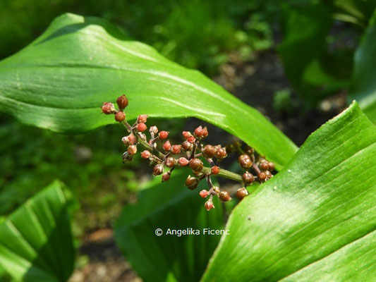 Maianthemum racemosum     © Mag. Angelika Ficenc