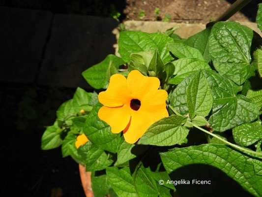 Thunbergia alata  © Mag. Angelika Ficenc